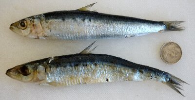 Pilchard Bait at Lake Tyers Beach