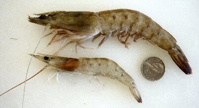 Prawn bait at Lake Tyers Beach