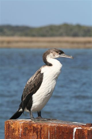 Black Faced Shag by Malcolm Daff