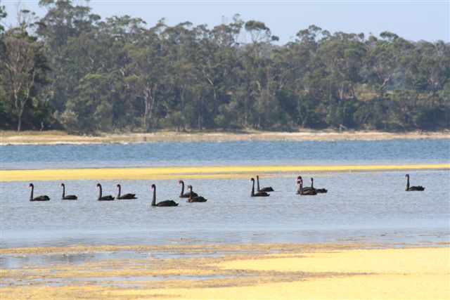 Black Swans  by Malcolm Daff