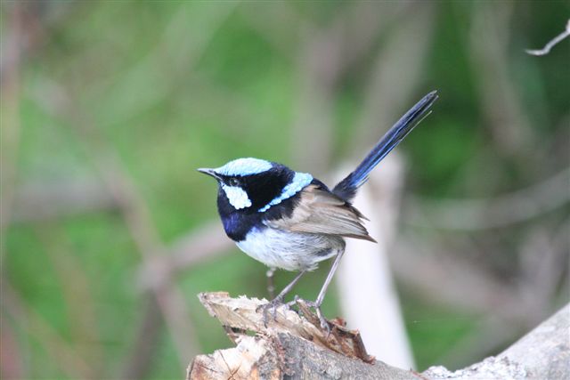 Blue Wren  by Malcolm Daff