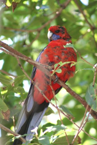 Crimson Rosella  by Malcolm Daff