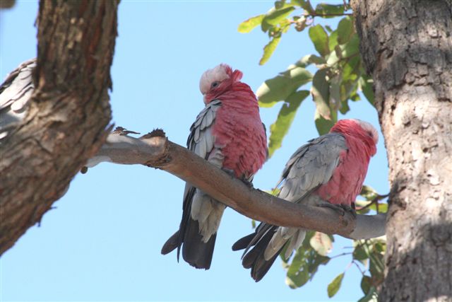 Galahs  by Malcolm Daff