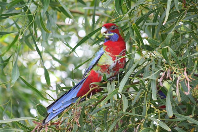 Crimson Rosella  by Malcolm Daff