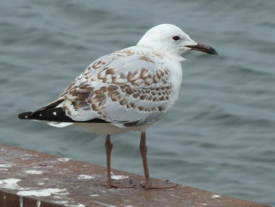 Immature Silver Gull