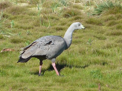 Cape Barren Goose