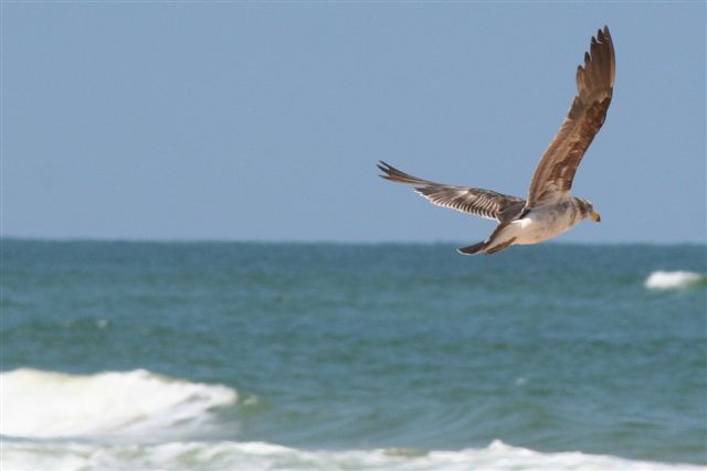 Pacific Gull