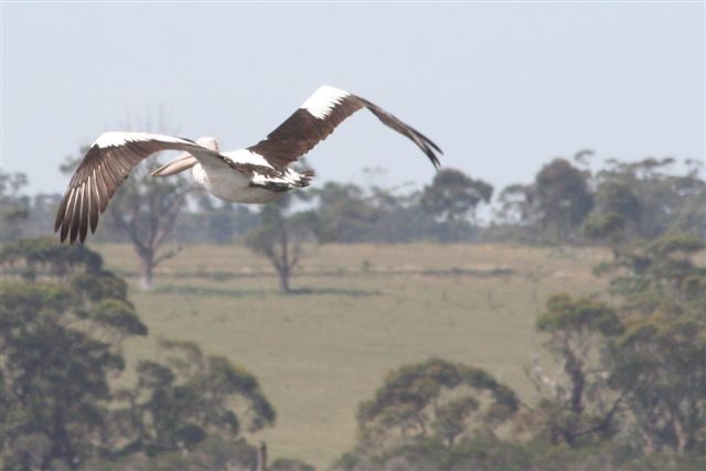 Pelican  by Malcolm Daff