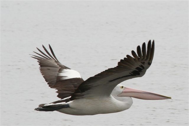 Pelican  by Malcolm Daff