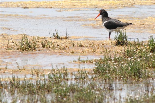 Pied Oyster Catcher  by Malcolm Daff