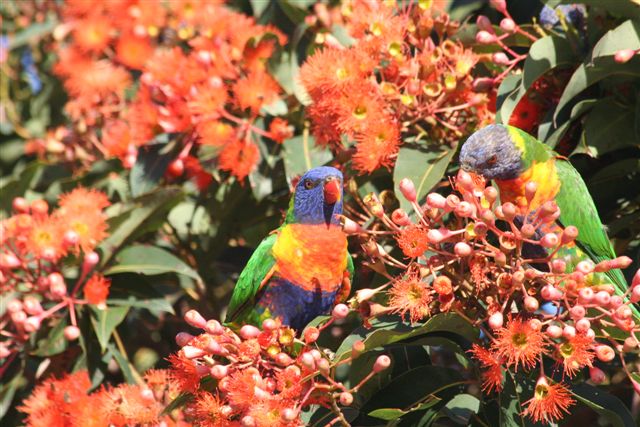 Rainbow Lorikeet  by Malcolm Daff