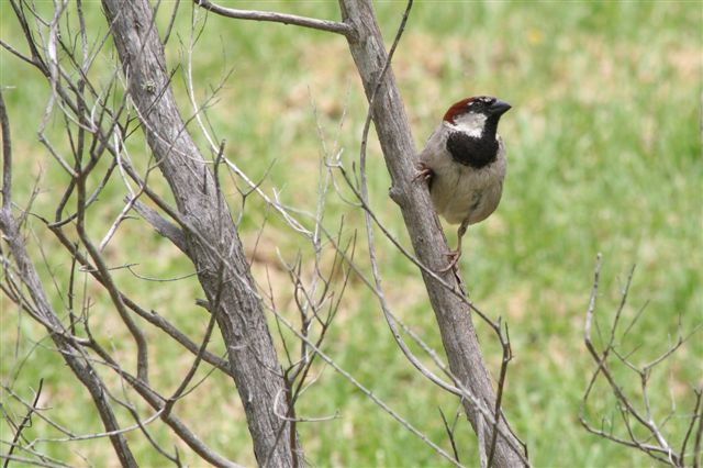 Sparrow  by Malcolm Daff