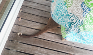Ringtail Possum under a Deck Chair