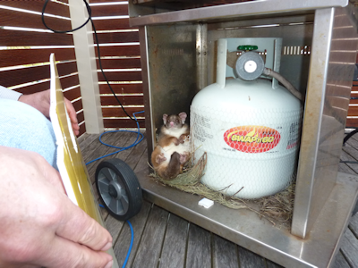 Ringtails at Lake Tyers Beach