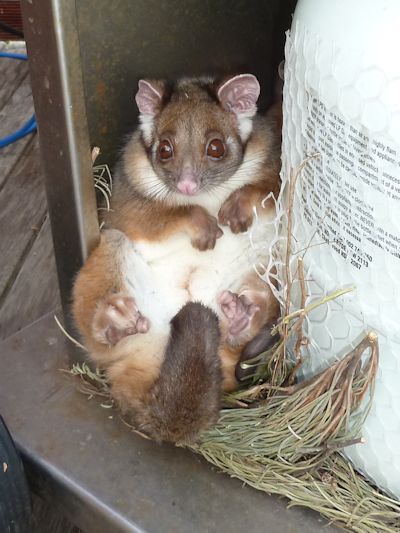 Ringtails at Lake Tyers Beach