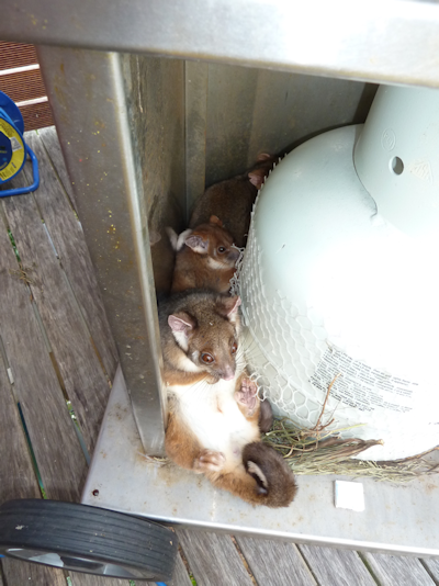 Ringtails at Lake Tyers Beach