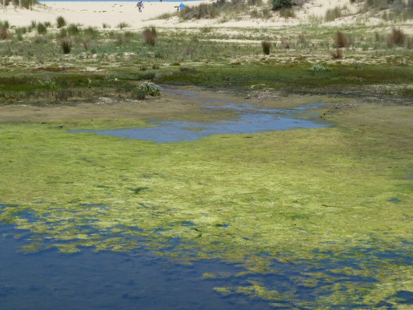Green Algae at Lake Tyers Dec 2011