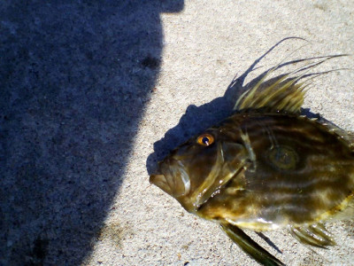 JohnDory caught at Lake Tyers, Mar 2017