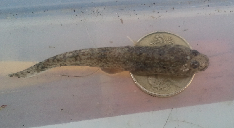 Smallest Flathead Hooked Lake Tyers beach