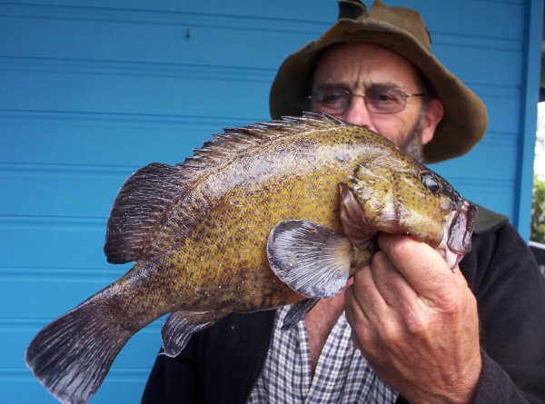 Estuary Cod at Lake Tyers