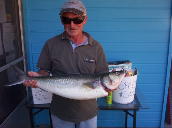 Huge Salmon at Lake Tyers Beach in the surf.