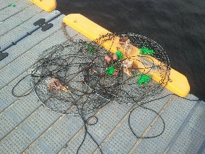 Bad Nets left at Lakes Entrance