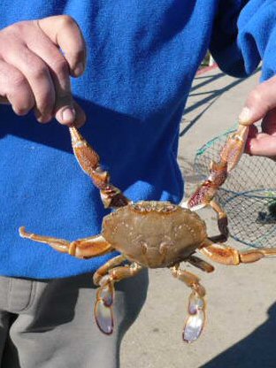 Sand Crab from Post Office Jetty at Lakes Entrance