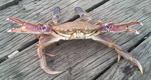 Sand Crab at Lake Tyers