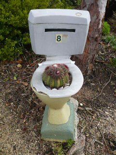Toilet and Cactus