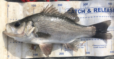 Estuary Perch caught by the Happy Hookers