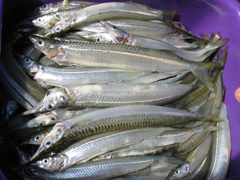 Garfish www.laketyersbeach.net.au