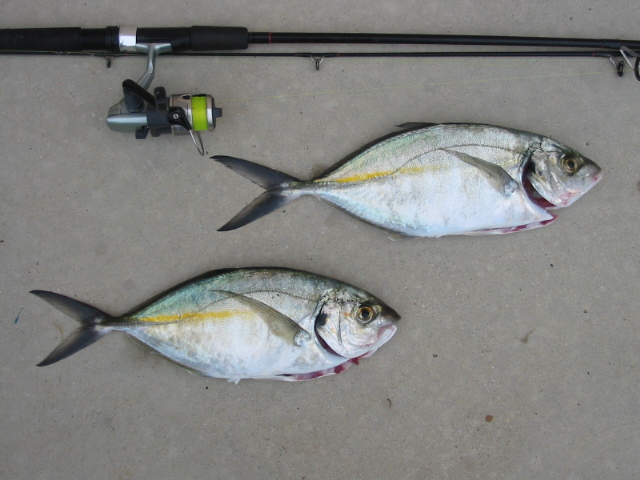 Trevally www.laketyersbeach.net.au