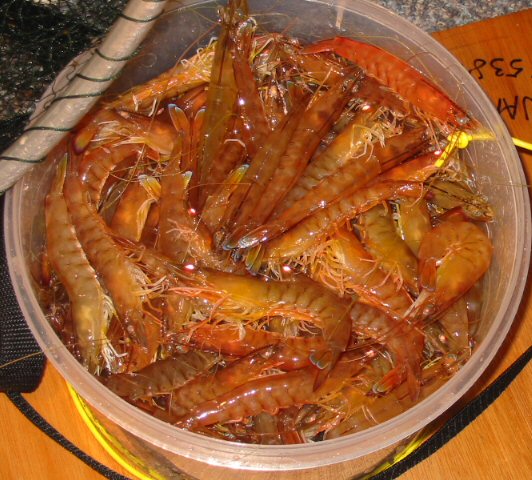 Prawns www.laketyersbeach.net.au