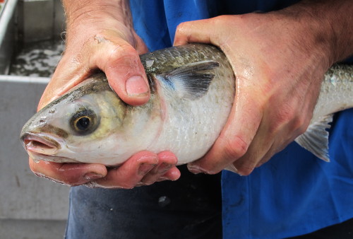 Poddy Mullet at Lake Tyers