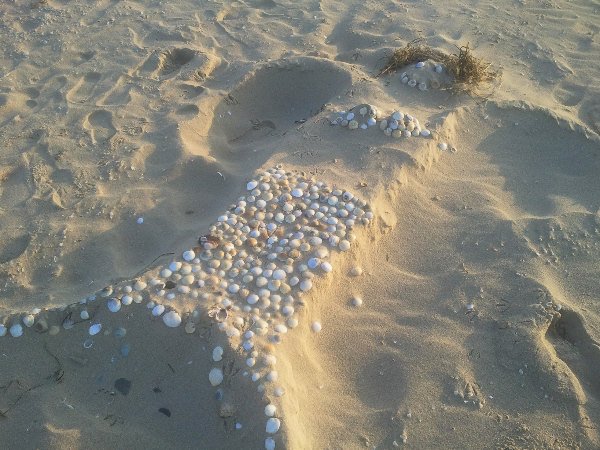 Beach Goddess?  Lake Tyers Beach