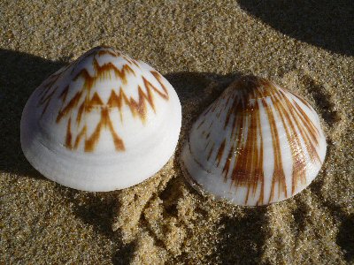 Shells at Lake Tyers Beach