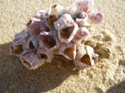 Shells at Lake Tyers Beach