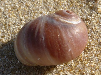 Shells at Lake Tyers Beach