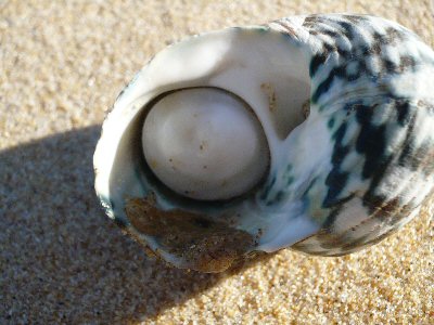 Shells at Lake Tyers Beach