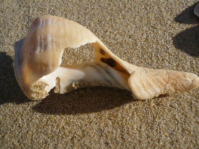 Shells at Lake Tyers Beach