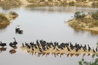 Birds at Lake Tyers