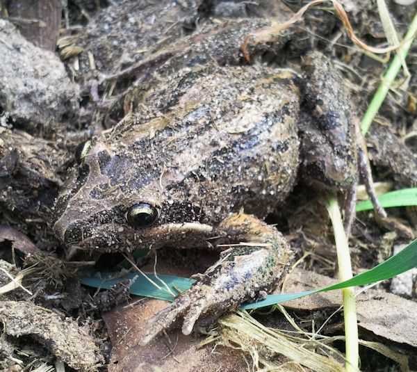 A Frog at Oneonta