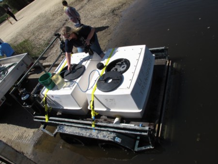 Beginning Acclimatisation to local water for Mulloway fingerlings