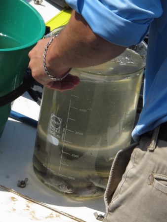 Fingerlings of Mulloway in a beaker at Lake Tyers