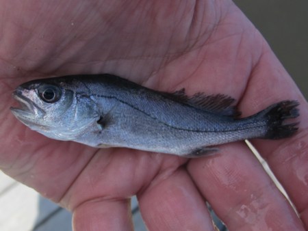 One of 5000 fingerlings at Lake Tyers.