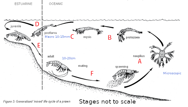 Prawn Life Cycle from NSW DPI publication