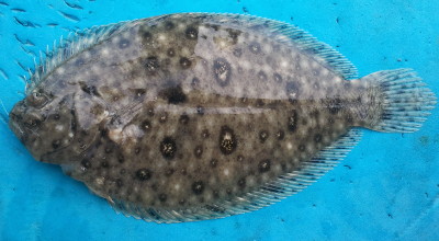 Flounder