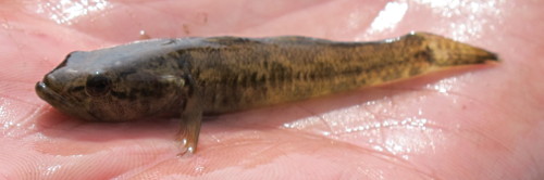 Flathead Gudgeon, another small protected fish that must not be used as bait.