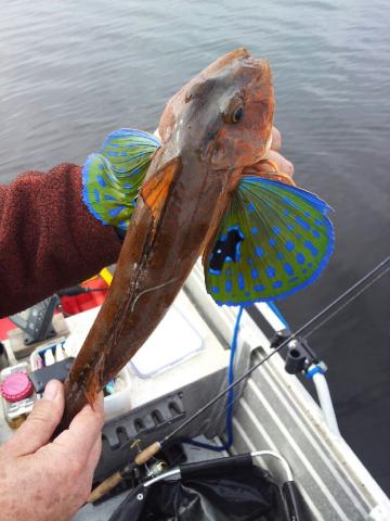 Flying Gurnard