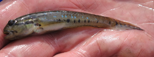 Goby at Lake Tyers